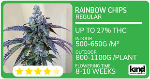 Discovering the Florida Sunrise Strain A New Dawn in Cannabis Discovering the Florida Sunrise Strain A New Dawn in Cannabis