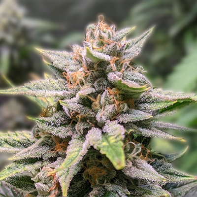 Discovering the Florida Sunrise Strain A New Dawn in Cannabis Discovering the Florida Sunrise Strain A New Dawn in Cannabis